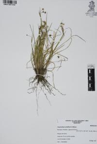 Sisyrinchium schaffneri image